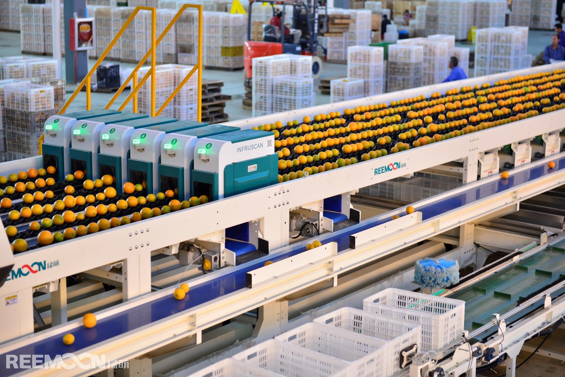 1631088063483337.jpg 臍橙 柑橘 冰糖橙 內部品質分選通用.jpg