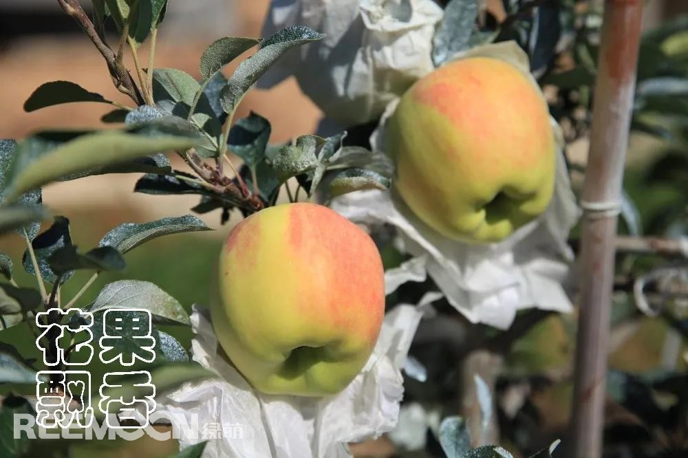 1638515854169780.jpg 套白色單層袋的早熟品種——“美味”.jpg