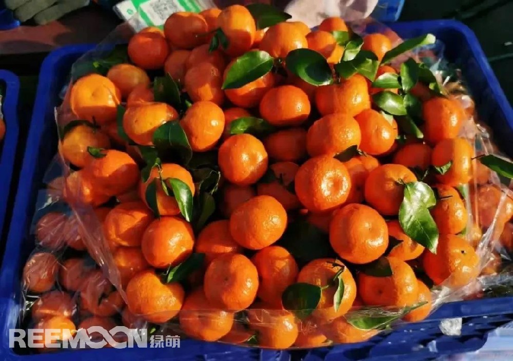 12月14日，新發地市場砂糖桔批發價是2-4元/斤，比上周同期（12月7日）3.3-5.5元/斤下降59.46%；比去年同期的2.5-4.5元/斤下降14.28%。每年新發地市場內砂糖桔的銷售期從當年10月下旬開始至來年4月結束。現在市場銷售的砂糖桔主要來自廣西賀州、來賓、西林縣等地區，還有少部分來自廣東茂名及四會。由于近期砂糖桔逐步進入上