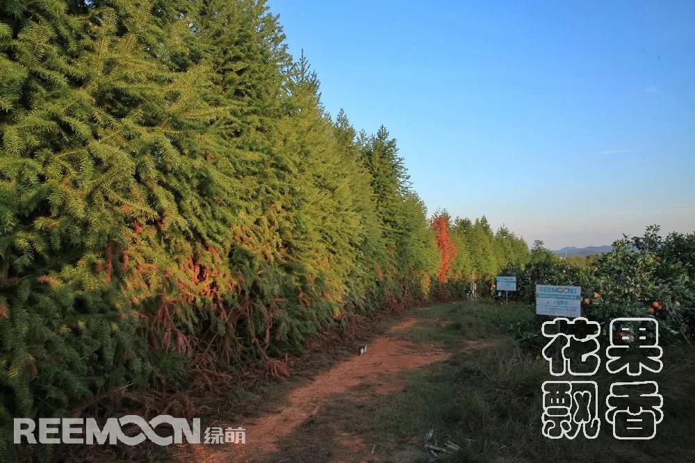 1641546265856525.jpg 基地周邊的防護林帶.jpg