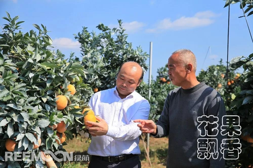 1641546301104029.jpg 朱壹(左)和袁開昌在查看臍橙質量.jpg