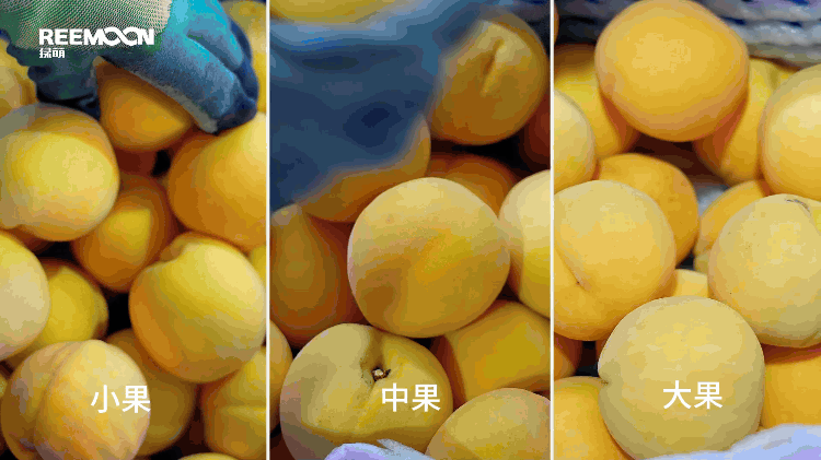 1695203041123974.gif 大小分級包裝.gif