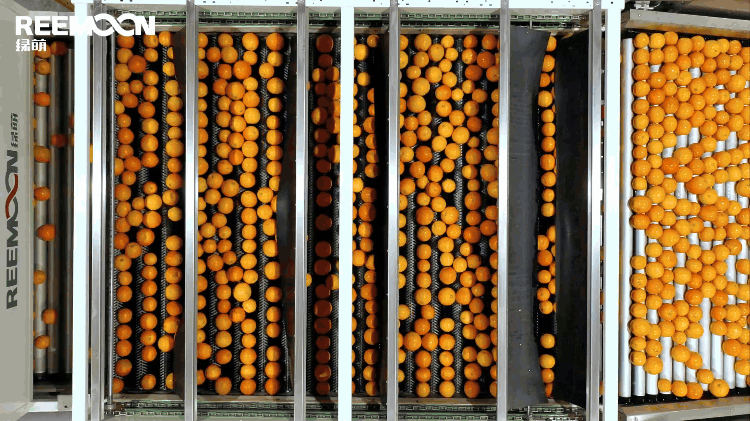 1695872481181397.gif 單果排列 - 副本.gif