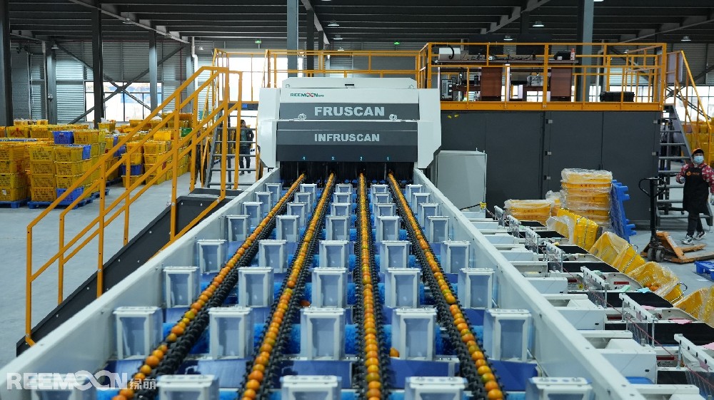 近年來，融安金桔產業一路高歌猛進。根據廣西農業農村廳數據顯示，2024年融安金桔種植面積達到22.6萬畝，總產量預計達26.2萬噸，產值36億元，全產業鏈產值逼近100億元。在這股融安金桔的風口上，唯有抓住機遇，果斷出擊，方可搶占先機。作為打造了“大桔已定”這一知名品牌的廣西融安螞蟻農業發展有限公司（以下簡稱“螞蟻農